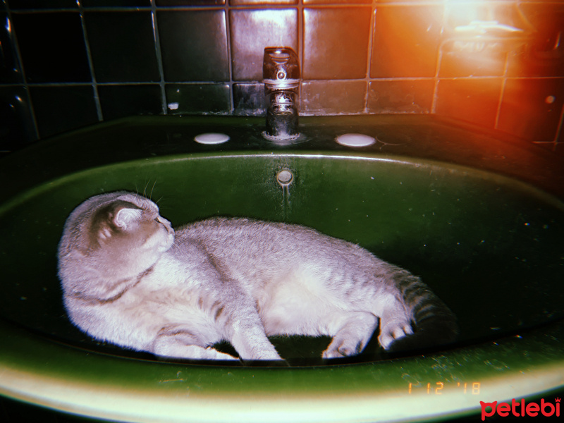 Scottish Fold, Kedi  Latte fotoğrafı