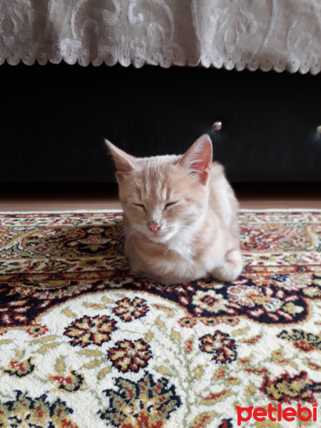 Tekir Kedi, Kedi  cesur fotoğrafı