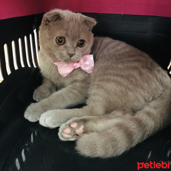 Scottish Fold, Kedi  Mocha fotoğrafı