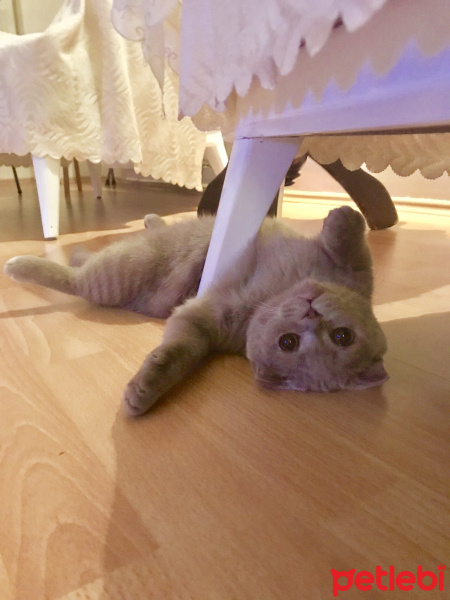 Scottish Fold, Kedi  Mocha fotoğrafı