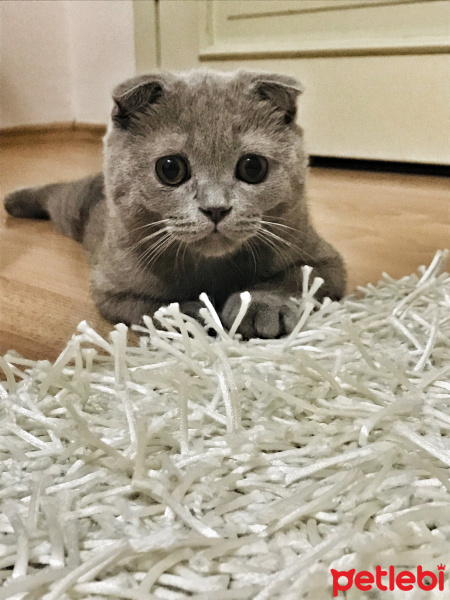 Scottish Fold, Kedi  Mocha fotoğrafı