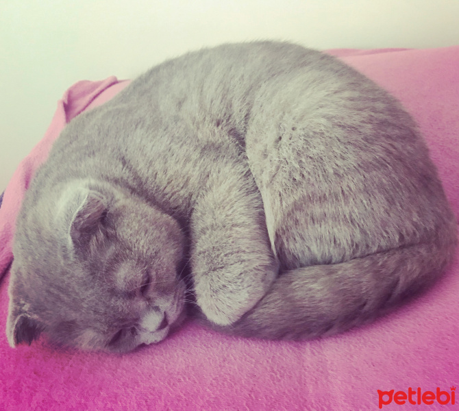 Scottish Fold, Kedi  Mocha fotoğrafı