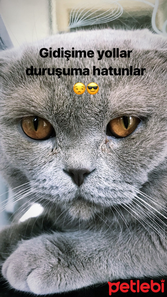 Scottish Fold, Kedi  Mocha fotoğrafı