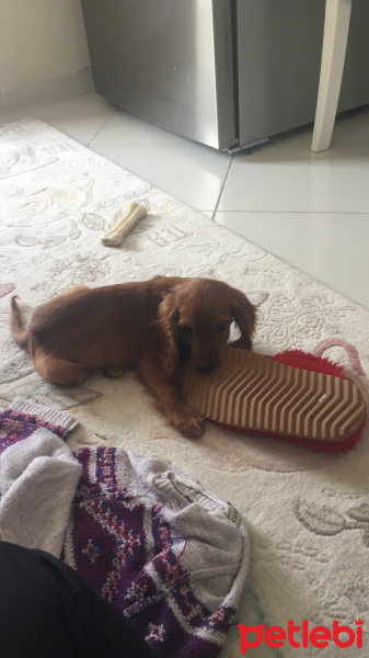 Amerikan Cocker Spaniel, Köpek  Leblebi fotoğrafı