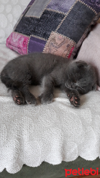 Scottish Fold, Kedi  Duman fotoğrafı