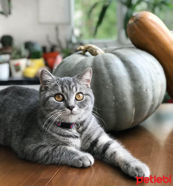 British Shorthair, Kedi  MİÇO fotoğrafı