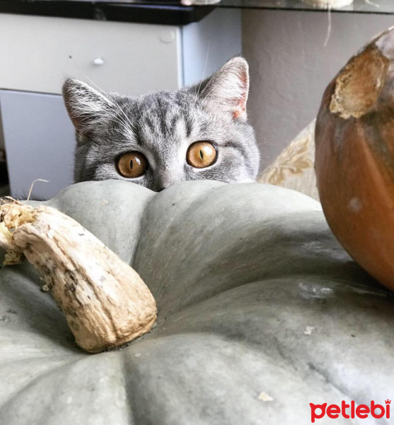 British Shorthair, Kedi  MİÇO fotoğrafı