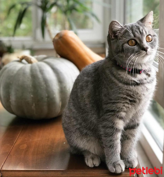 British Shorthair, Kedi  MİÇO fotoğrafı