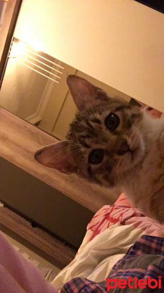 Tekir Kedi, Kedi  perishia fotoğrafı