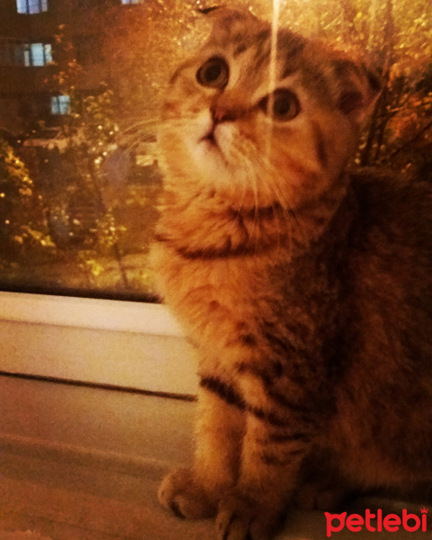 Scottish Fold, Kedi  KEŞKÜL fotoğrafı