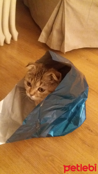 Scottish Fold, Kedi  KEŞKÜL fotoğrafı