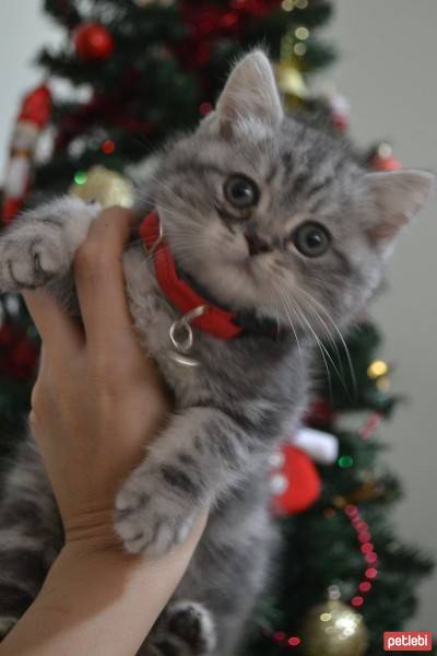 British Shorthair, Kedi  Alice fotoğrafı