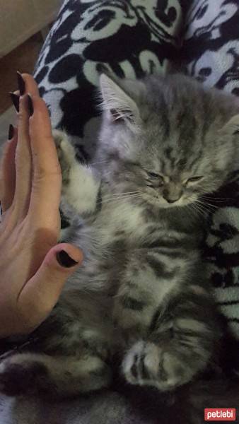 British Shorthair, Kedi  Alice fotoğrafı