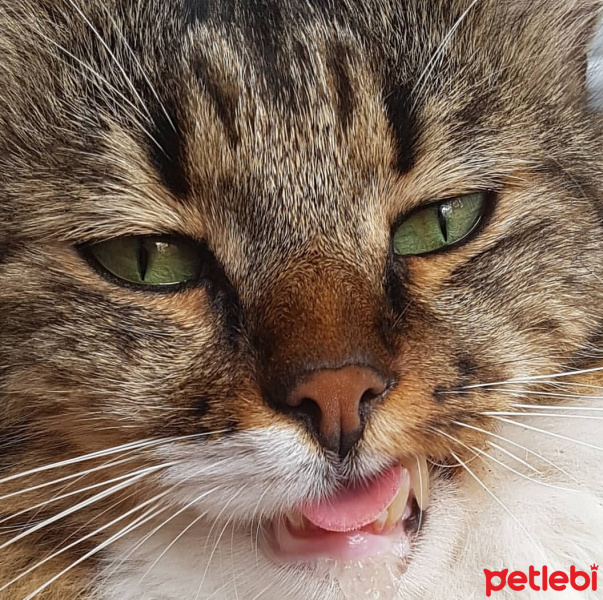 Tekir Kedi, Kedi  Tatlış fotoğrafı