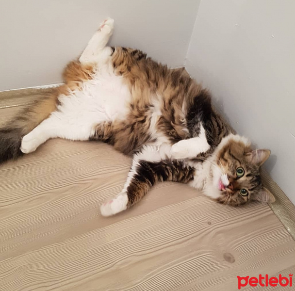 Tekir Kedi, Kedi  Tatlış fotoğrafı