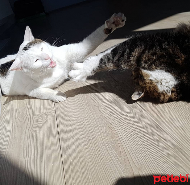 Tekir Kedi, Kedi  Pırpır fotoğrafı