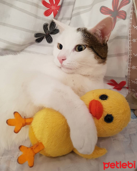 Tekir Kedi, Kedi  Pırpır fotoğrafı