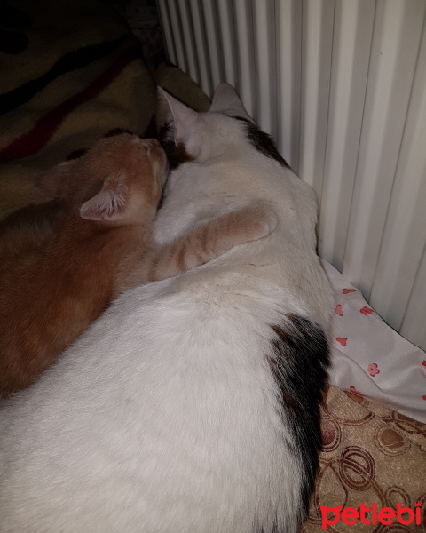 Tekir Kedi, Kedi  Pırpır fotoğrafı