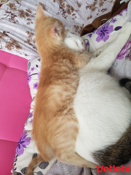 Tekir Kedi, Kedi  Fındık fotoğrafı