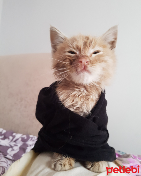Tekir Kedi, Kedi  Fındık fotoğrafı