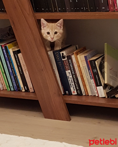 Tekir Kedi, Kedi  Fındık fotoğrafı