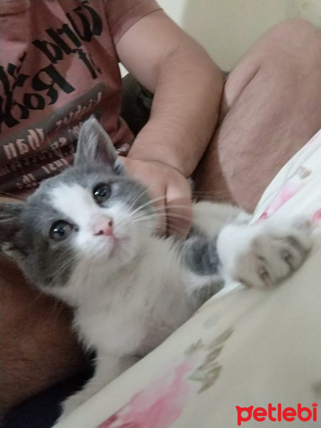 Tekir Kedi, Kedi  mia fotoğrafı