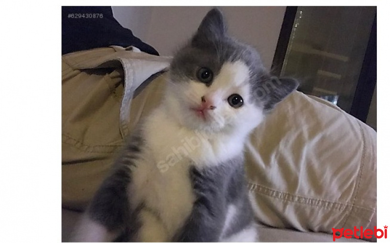Tekir Kedi, Kedi  max fotoğrafı