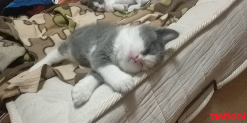 Tekir Kedi, Kedi  max fotoğrafı