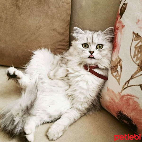 Chinchilla, Kedi  Minik fotoğrafı