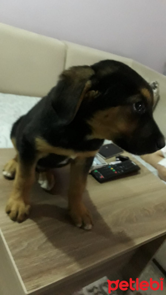Rottweiler, Köpek  Leo fotoğrafı