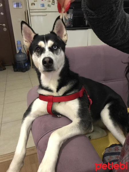 Sibirya Kurdu (Husky), Köpek  Rita fotoğrafı