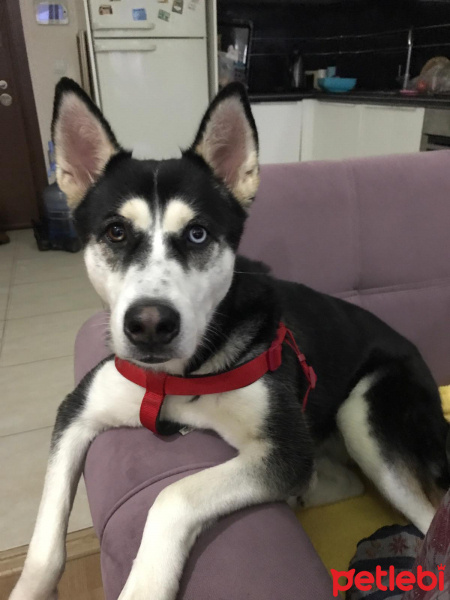 Sibirya Kurdu (Husky), Köpek  Rita fotoğrafı