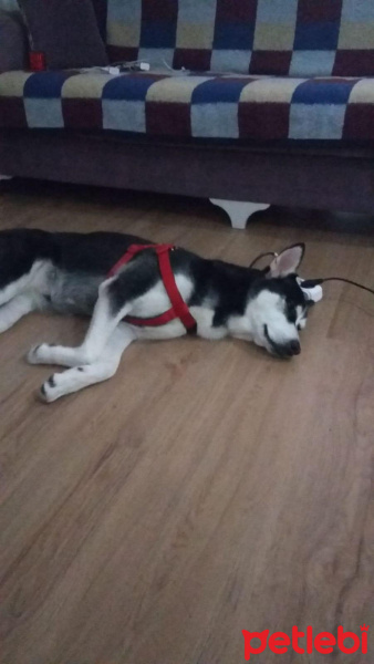 Sibirya Kurdu (Husky), Köpek  Rita fotoğrafı
