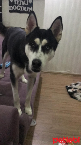 Sibirya Kurdu (Husky), Köpek  Rita fotoğrafı