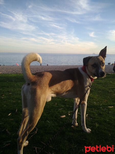 Türk Tazısı, Köpek  Rintintin fotoğrafı