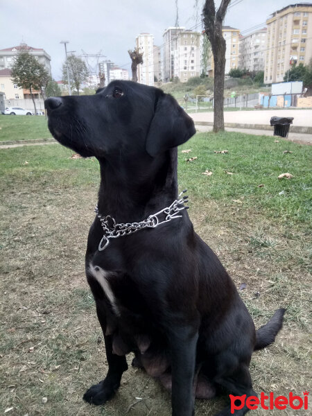 Labrador Retriever, Köpek  Dost fotoğrafı