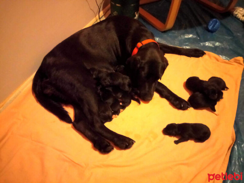 Labrador Retriever, Köpek  Dost fotoğrafı