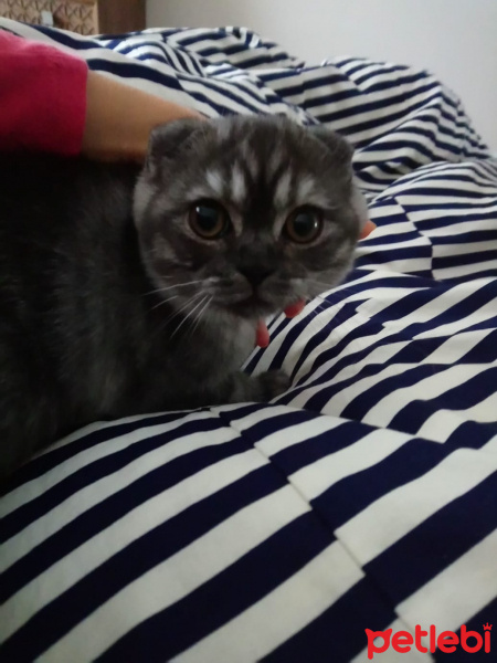 Scottish Fold, Kedi  Mina fotoğrafı