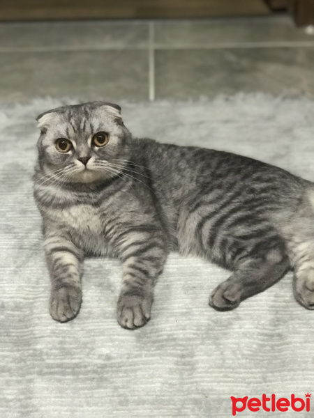 Scottish Fold, Kedi  Bella fotoğrafı