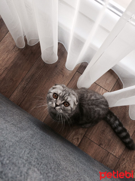 Scottish Fold, Kedi  Bella fotoğrafı