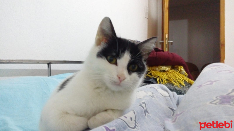 Tuxedo (Smokin) Kedi, Kedi  Bulut fotoğrafı