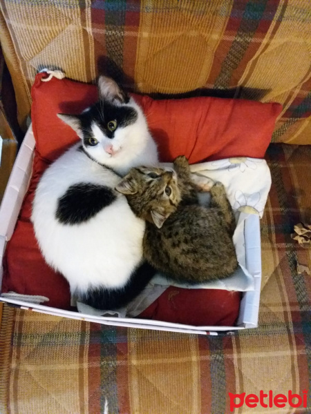 Tuxedo (Smokin) Kedi, Kedi  Bulut fotoğrafı