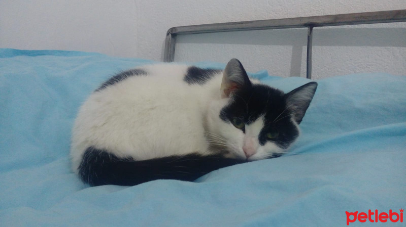 Tuxedo (Smokin) Kedi, Kedi  Bulut fotoğrafı