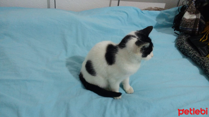 Tuxedo (Smokin) Kedi, Kedi  Bulut fotoğrafı