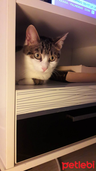Tekir Kedi, Kedi  Gece fotoğrafı