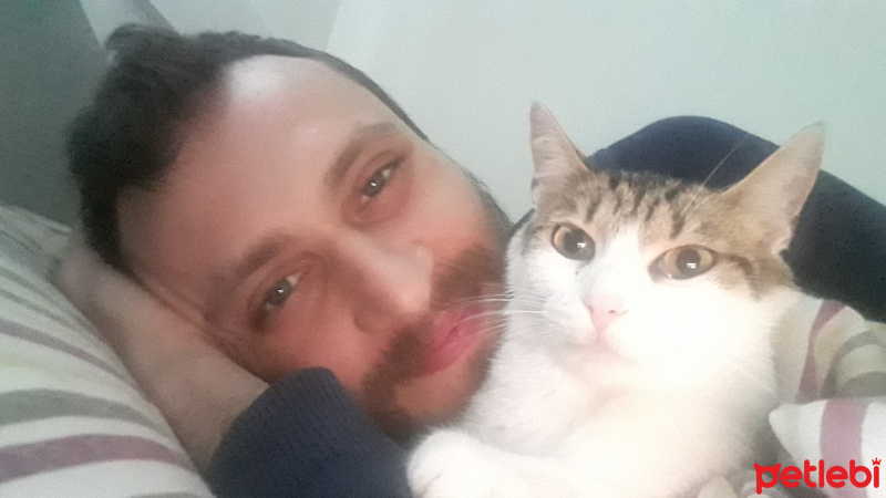 Tekir Kedi, Kedi  Gece fotoğrafı