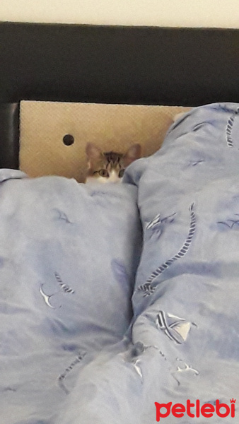 Tekir Kedi, Kedi  Gece fotoğrafı