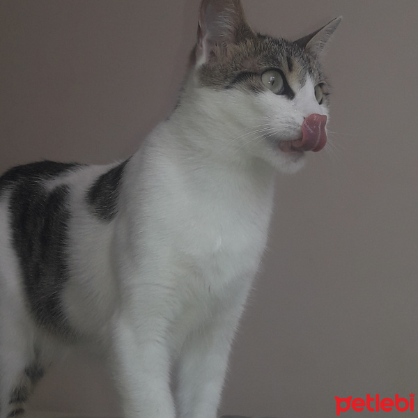 Tekir Kedi, Kedi  Gece fotoğrafı
