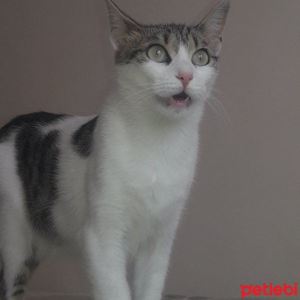 Tekir Kedi, Kedi  Gece fotoğrafı