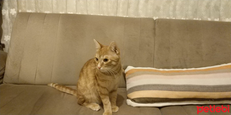 Tekir Kedi, Kedi  Tekir fotoğrafı